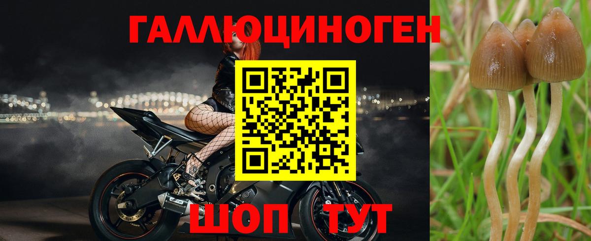 Галлюциногенные грибы Cubensis  Псилоцибиновые грибы прущие грибы  Севастополь 